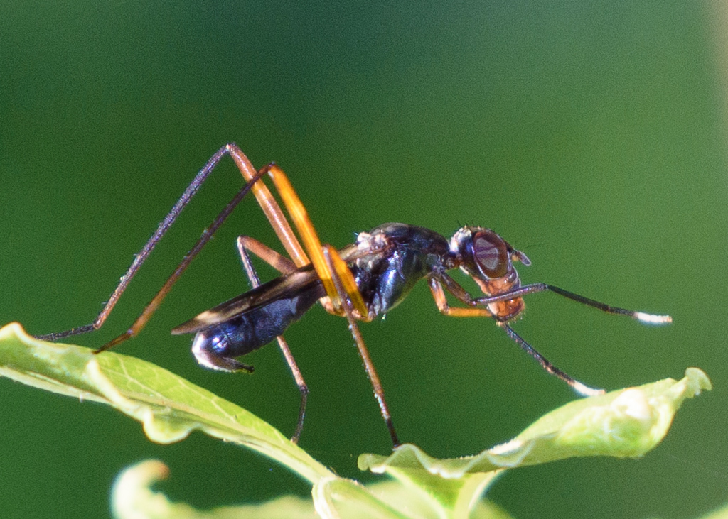 Taeniaptera trivittata