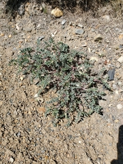 Astragalus iodanthus