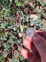 Astragalus iodanthus