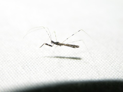 Empicoris errabundus