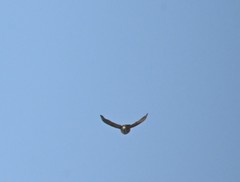 Calcarius lapponicus