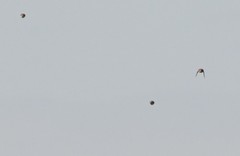 Calcarius lapponicus