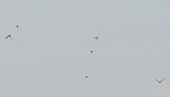 Calcarius lapponicus