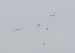 Calcarius lapponicus