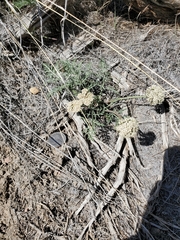 Lomatium nevadense