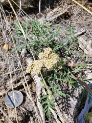 Lomatium nevadense