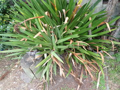 Xeronema callistemon