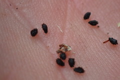 Xeronema callistemon