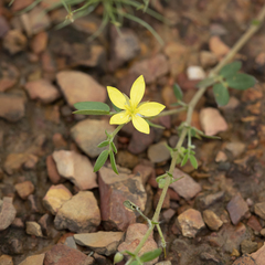 Tribulopis pentandra