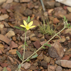 Tribulopis pentandra