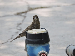 Haemorhous mexicanus