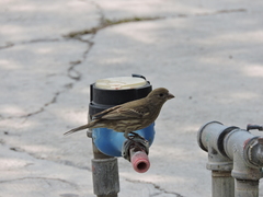 Haemorhous mexicanus