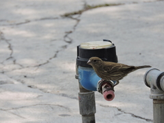 Haemorhous mexicanus