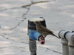 Haemorhous mexicanus