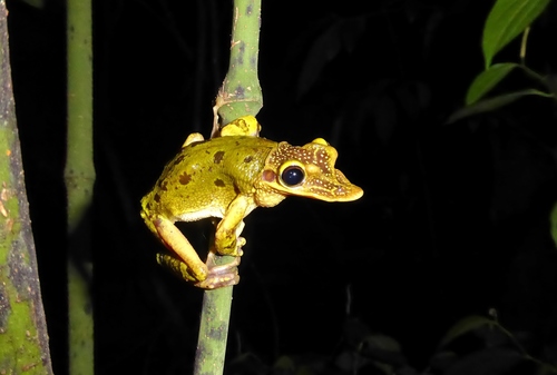 Yucatecan Casque-headed Treefrog, Triprion petasatus