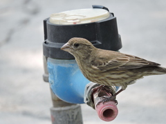 Haemorhous mexicanus