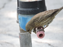 Haemorhous mexicanus