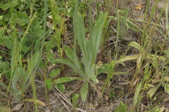 Plantago wrightiana