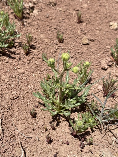 Image of Chaenactis nevii by (c) Matt Berger, some rights reserved (CC BY)