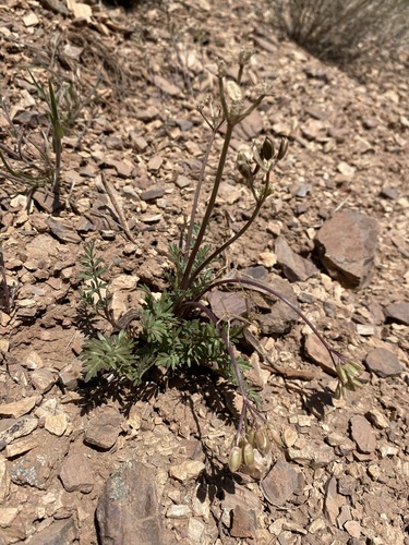 Image of Lomatium hendersonii by (c) Matt Berger, some rights reserved (CC BY)