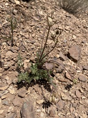 Lomatium hendersonii