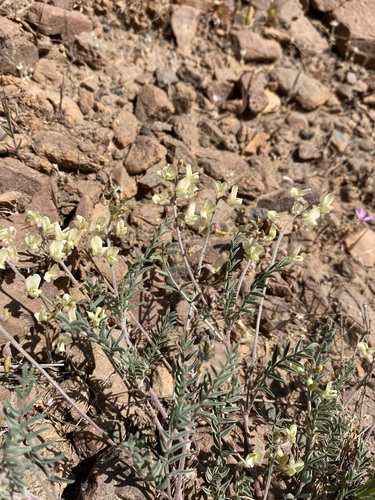 Image of Astragalus misellus by (c) Matt Berger, some rights reserved (CC BY)