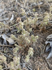 Polemonium micranthum