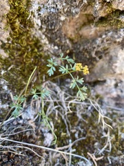 Lomatium hendersonii