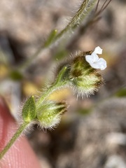 Plagiobothrys tenellus