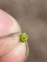 Plagiobothrys tenellus