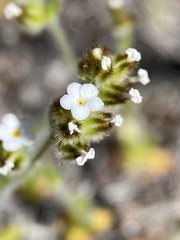 Plagiobothrys tenellus