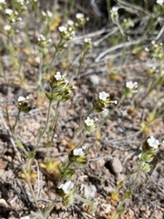 Plagiobothrys tenellus