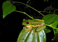 Agalychnis taylori