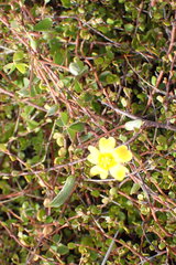 Oxalis rubens
