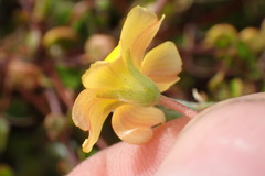 Oxalis rubens
