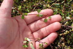 Oxalis rubens