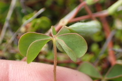 Oxalis rubens