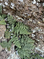 Myriopteris intertexta