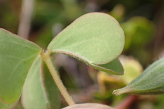 Oxalis rubens