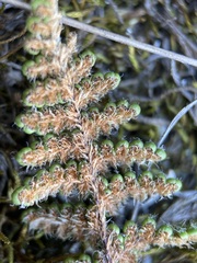 Myriopteris intertexta