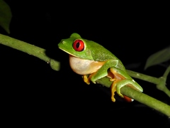 Agalychnis taylori