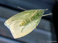 Nymphostola galactina