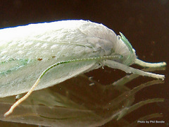 Nymphostola galactina