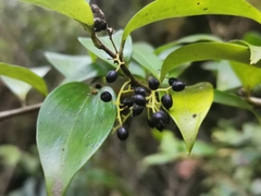 Griselinia ruscifolia