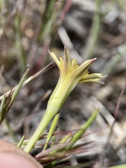 Uropappus