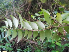 Griselinia ruscifolia