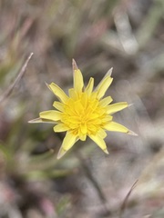Uropappus