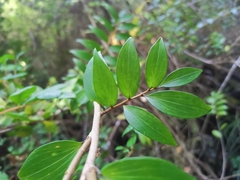 Griselinia ruscifolia