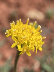 Chaenactis nevii