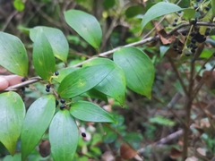 Griselinia ruscifolia